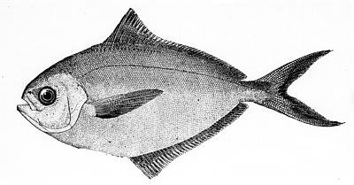 Le poisson — Castagnole japonaise