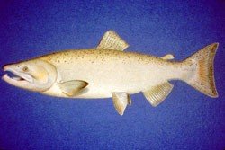 Le poisson — Saumon royal (chinook)