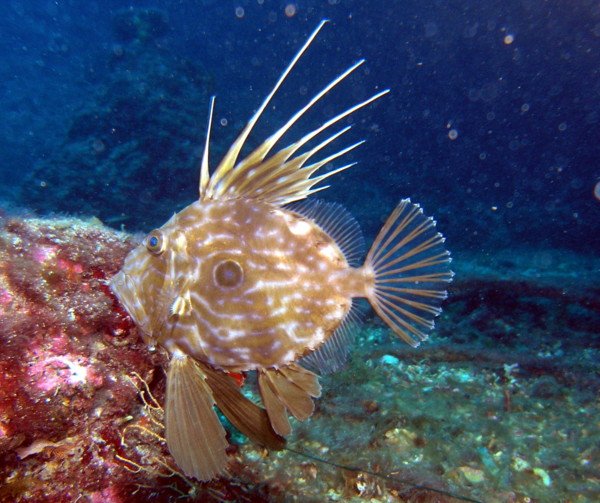 Le poisson — Saint-pierre