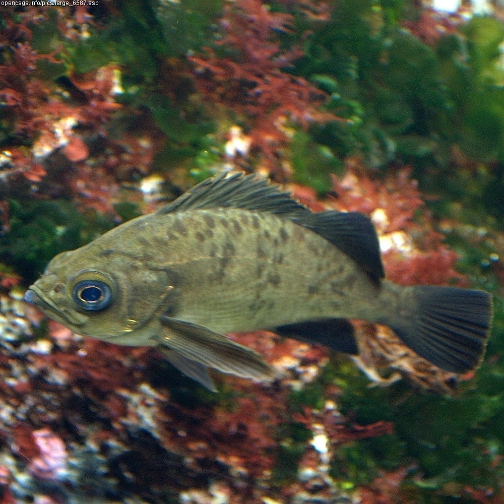 Le poisson — Sébaste japonais