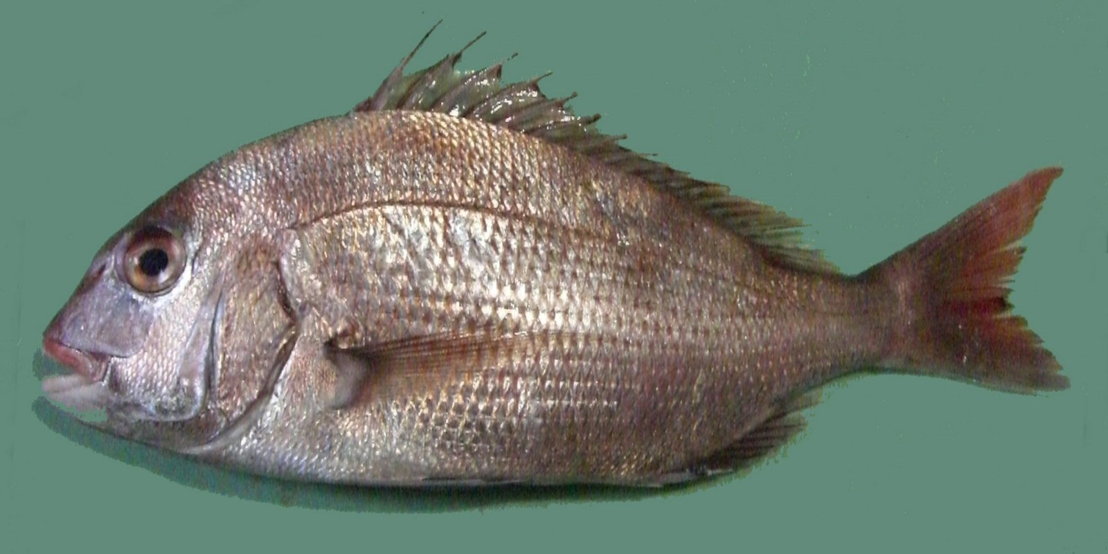 Le poisson — Poisson-beurre medai