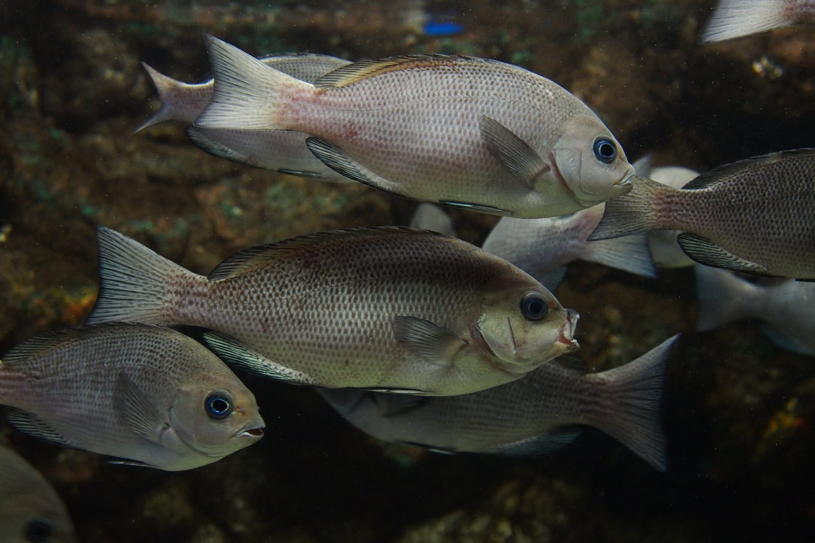 Le poisson — Mejina (calicagère noire)