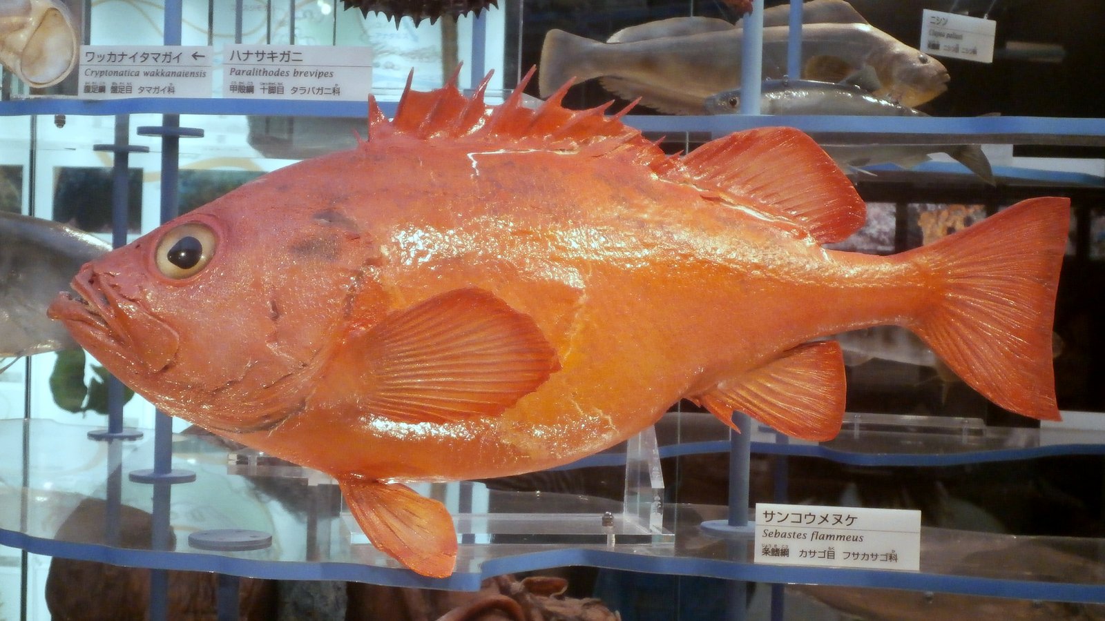 Le poisson — Sébaste menuke