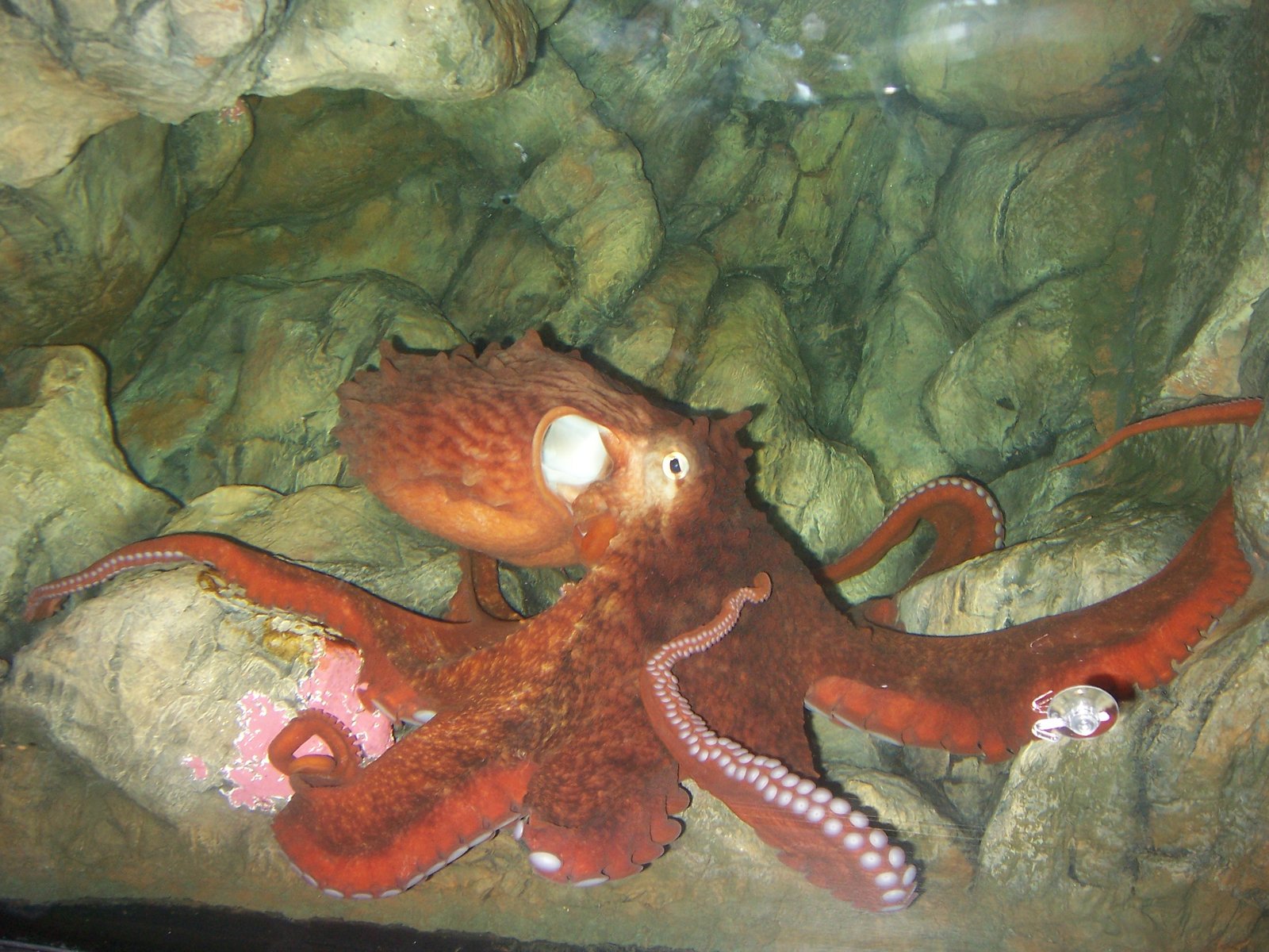 Le poisson — Pieuvre géante du Pacifique