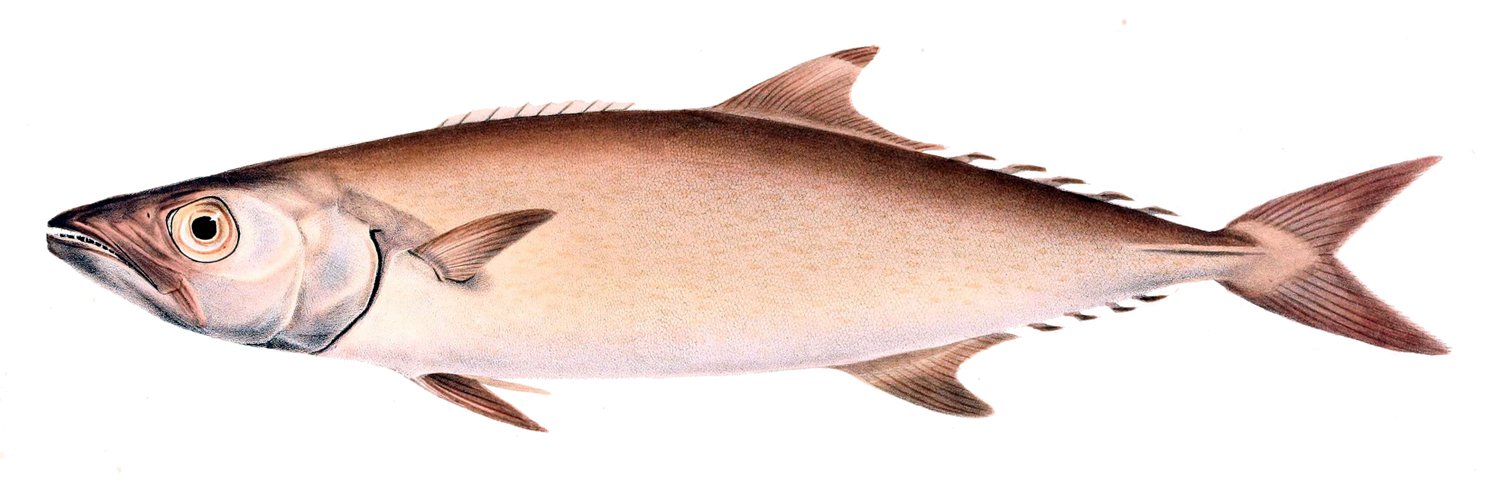 Le poisson — Mutsu