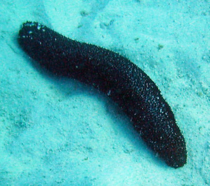 Le poisson — Concombre de mer