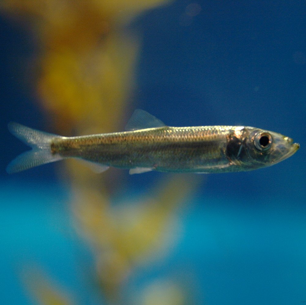 Le poisson — Hareng du Pacifique