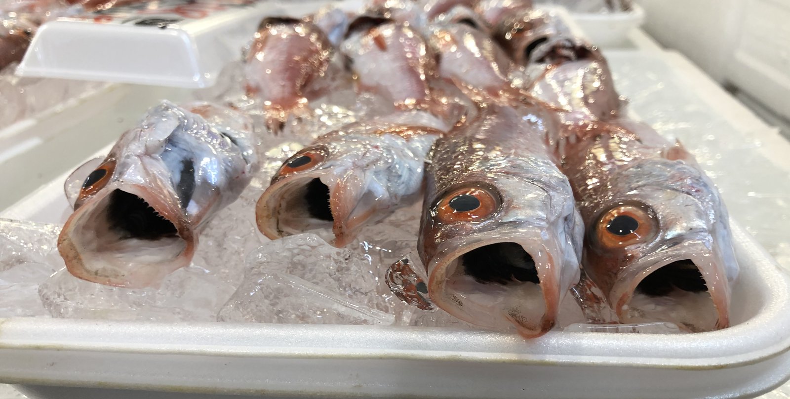 Le poisson — Bar à gorge noire