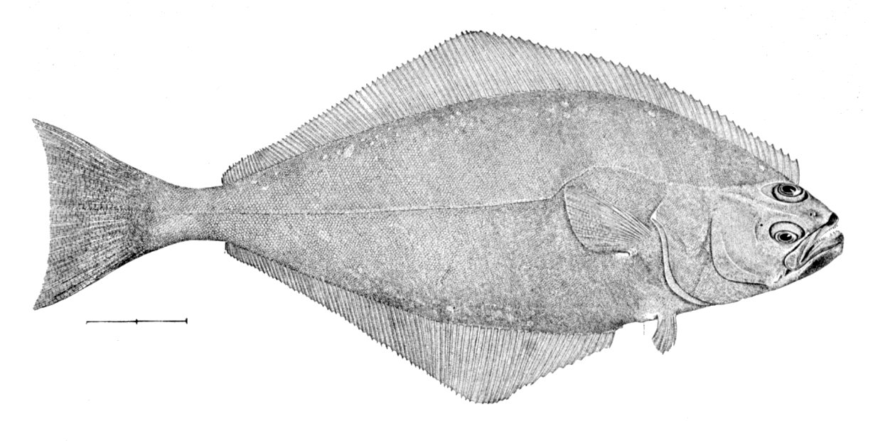 Le poisson — Flétan du Pacifique
