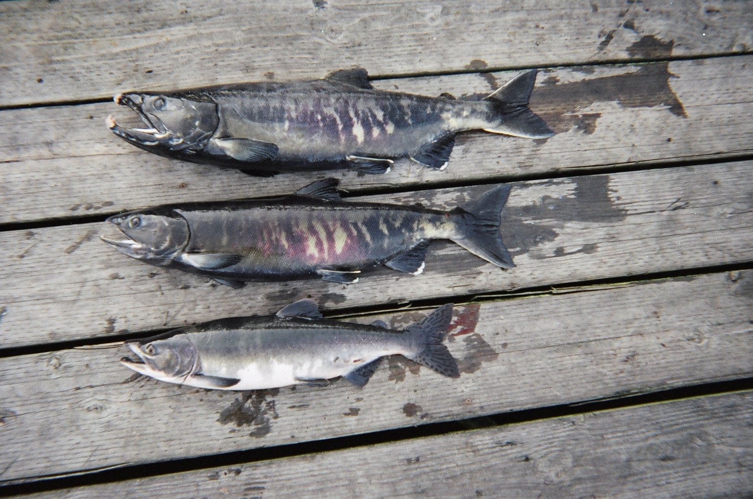 Le poisson — Saumon