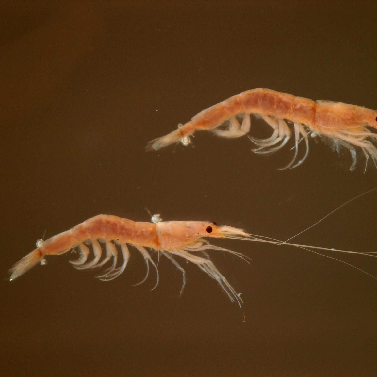 Le poisson — Crevette sakura