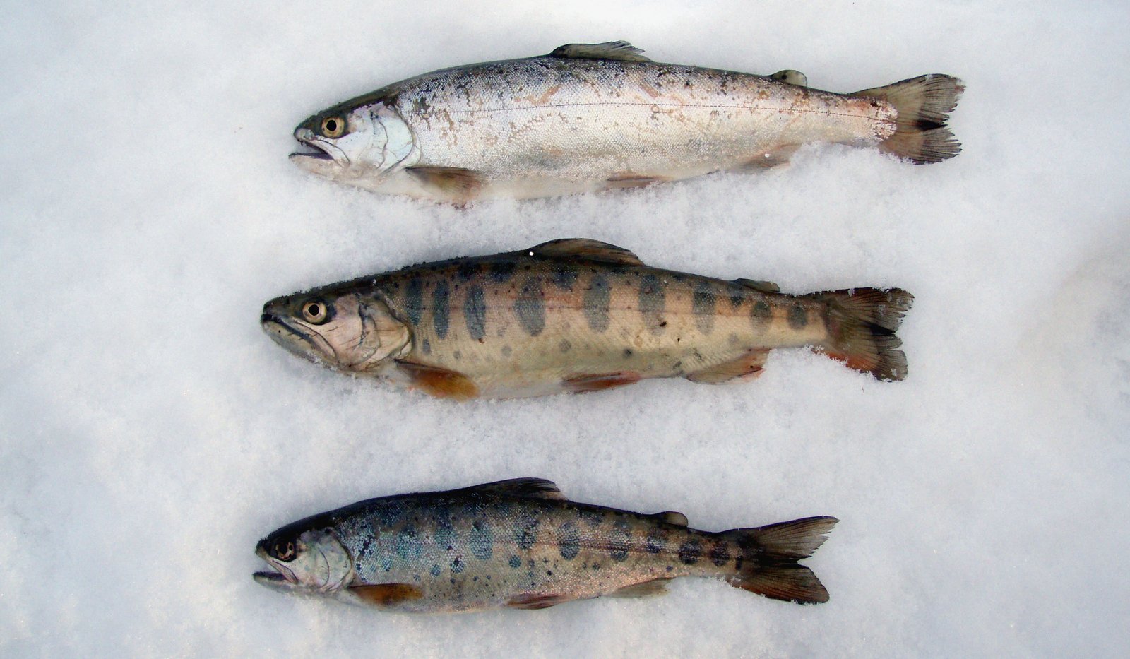 Le poisson — Saumon masou (sakura)