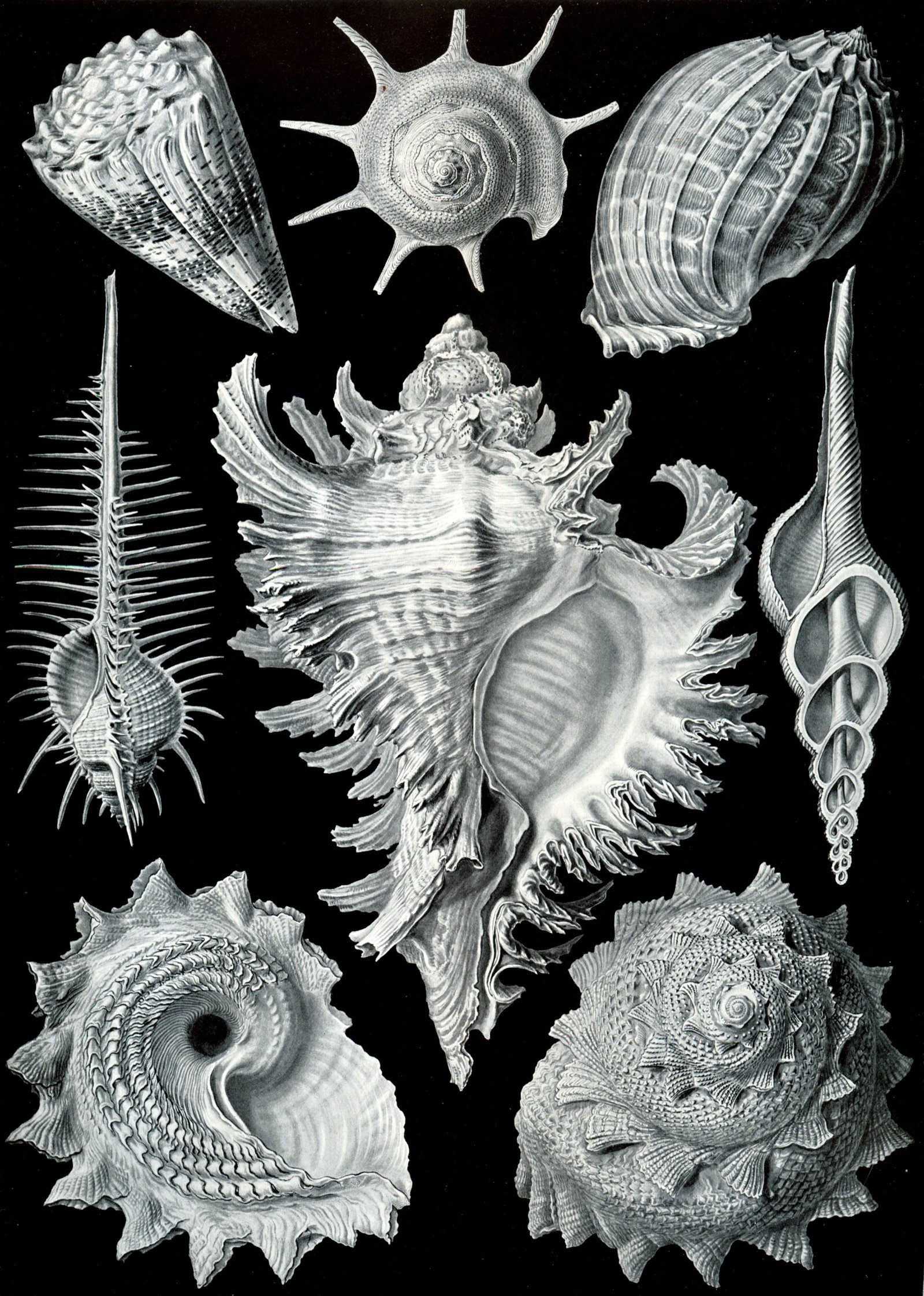 Le poisson — Coquillage plat saragai