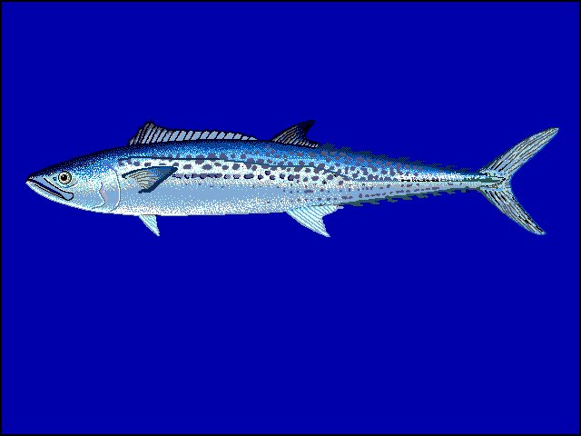 Le poisson — Thazard oriental