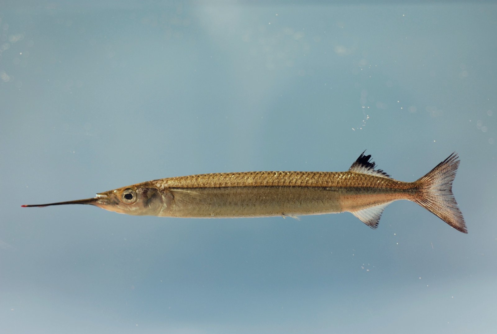 Le poisson — Demi-bec du Japon