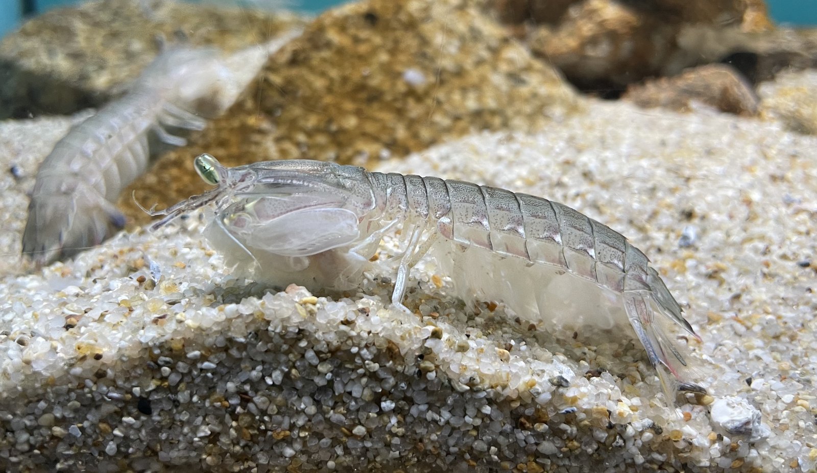 Le poisson — Squille (crevette-mante)