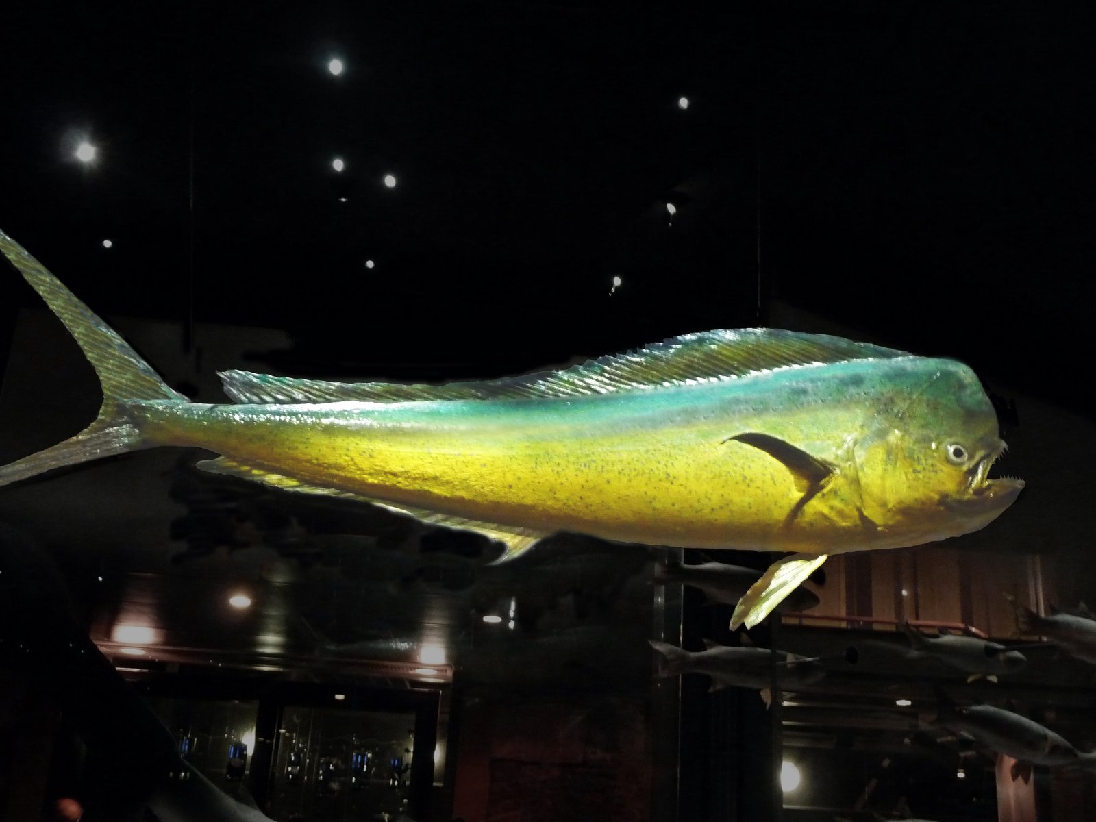 Le poisson — Coryphène (mahi-mahi)
