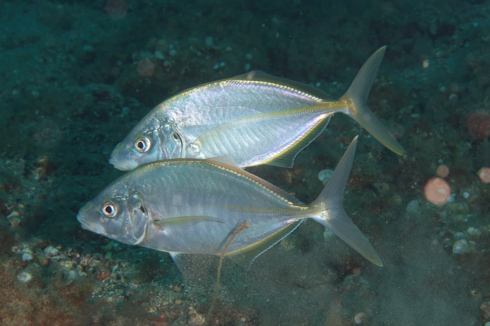 Le poisson — Carangue dentue
