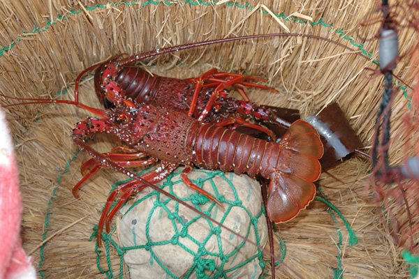 Le poisson — Crevette morotoge (shima-ebi)