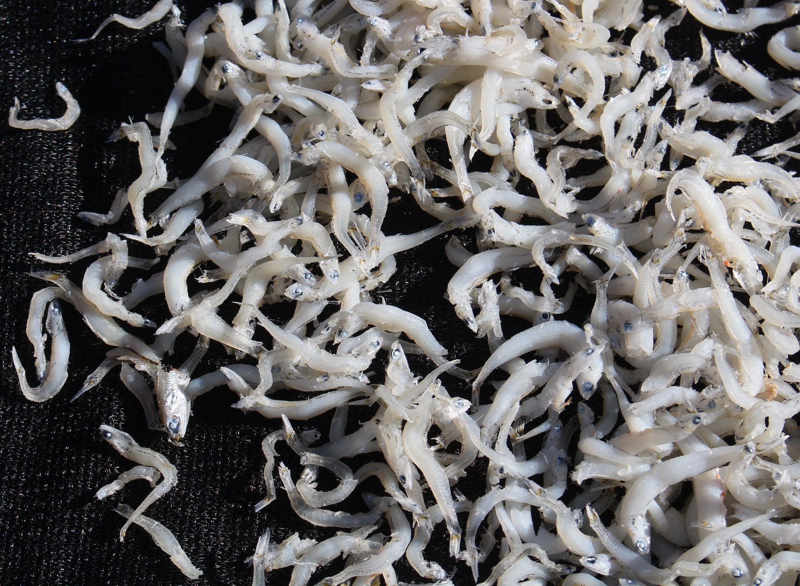 Le poisson — Blanchaille (alevins de sardine)