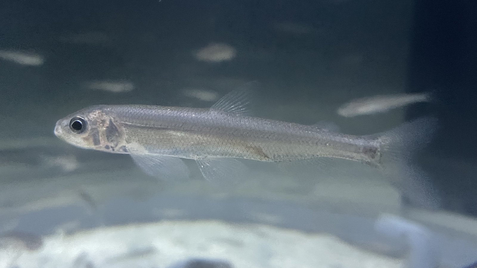 Le poisson — Éperlan shishamo