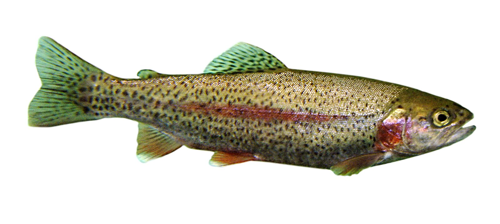 Le poisson — Truite arc-en-ciel de mer