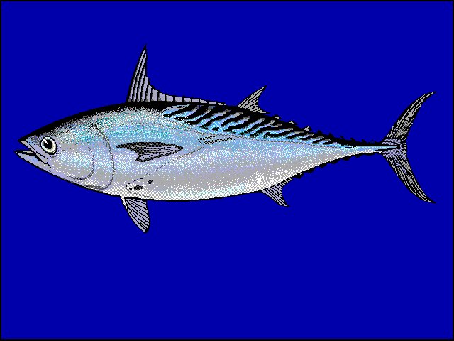 Le poisson — Thonine orientale