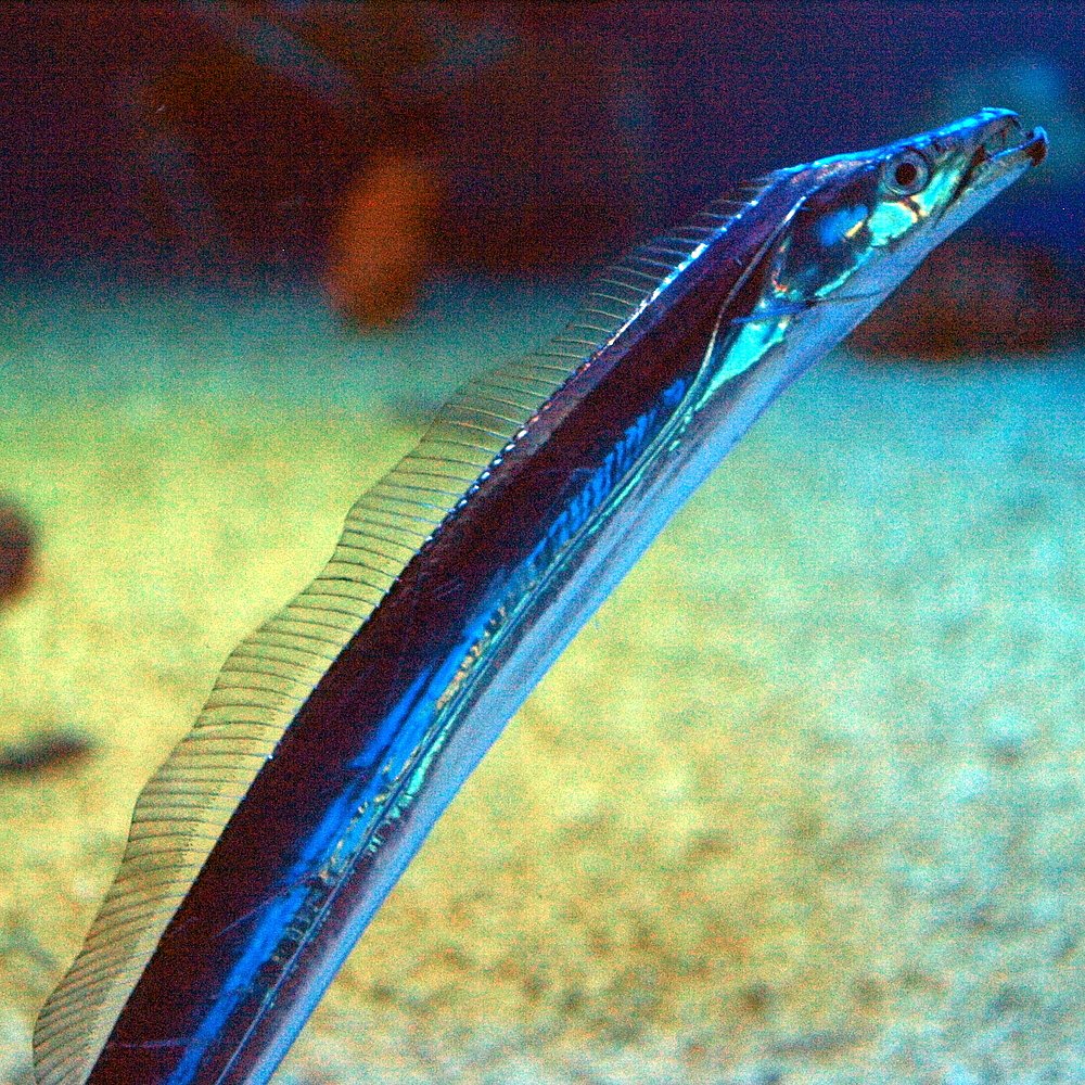 Le poisson — Poisson-sabre