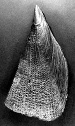 Le poisson — Jambonneau de mer