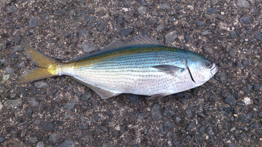 Le poisson — Takabe