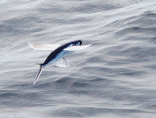 Le poisson — Poisson volant