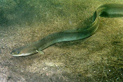 Le poisson — Anguille (eau douce)