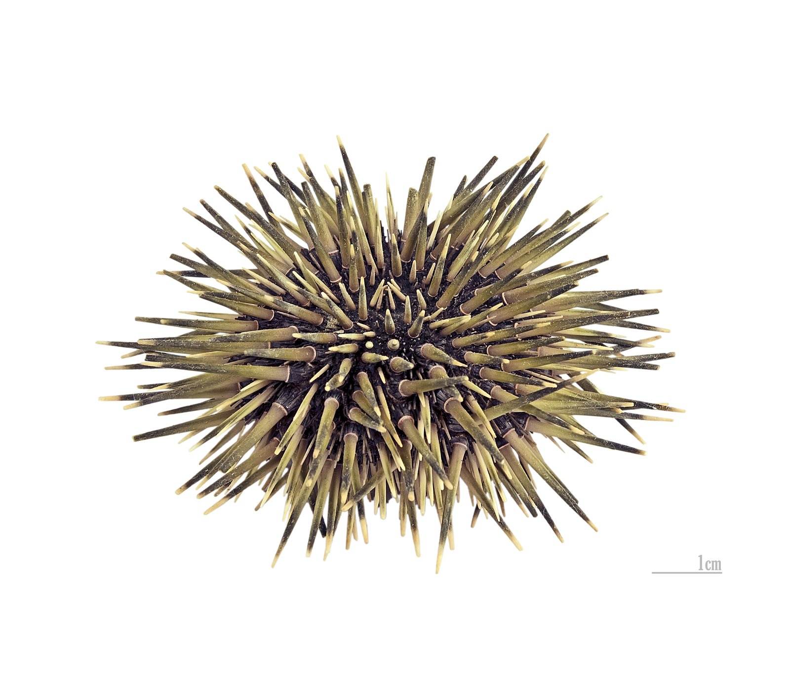 Le poisson — Oursin (gonades)