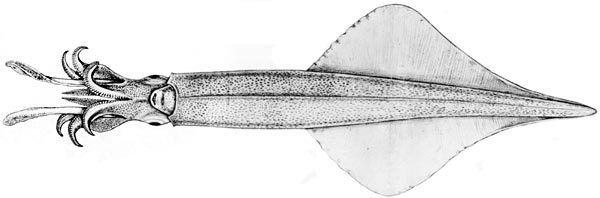 Le poisson — Calmar lance (yari-ika)